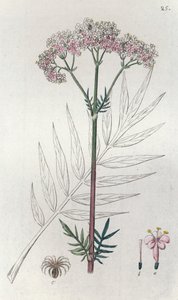 Baldrian Valeriana officinalis, 1804-1811 af Johan Wilhelm Palmstruch