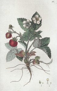 Vilde jordbær Fragaria vesca, 1804-1811 af Johan Wilhelm Palmstruch