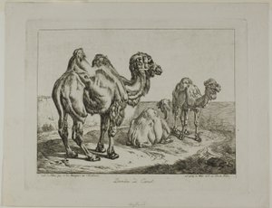 Dromedar og kamel af Johann Adam Klein