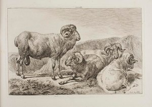 Merinovæddere af Johann Adam Klein