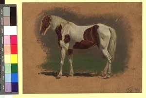 Pferdestudie af Johann Adam Klein