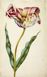 Tulipan, ca. 1660. af Johann Bartholomäus Braun