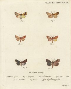 Sprosseseg, Tileacea aurago 1-4, og lermøl, Mythimna ferrago 5.6. Håndkoloreret kobberstik af Johann Carl Bock efter Eugenius Johann Christoph Espers Sommerfuglene i billeder fra naturen, Erlangen af Johann Carl Bock