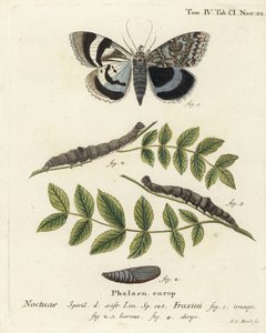 Blå undervingemøl eller Clifden nonpareil, Catocala fraxini. Håndkoloreret kobberstik af Johann Carl Bock efter Eugenius Johann Christoph Espers Sommerfuglene i illustrationer fra naturen, Erlangen af Johann Carl Bock