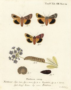 Bredkantet gul undervinge, Noctua fimbriata. Håndkoloreret kobberstik af Johann Carl Bock efter Eugenius Johann Christoph Espers Sommerfuglene i illustrationer fra naturen, Erlangen af Johann Carl Bock