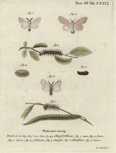 Brunhalemøl, Euproctis chrysorrhoea. af Johann Carl Bock