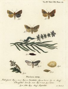 Møl af poleret messing, Diachrysia chrysitis 1-5, og grøn sølvfarvet haj, Cucullia argentea 6-9. Håndkoloreret kobberstik af Johann Carl Bock efter Eugenius Johann Christoph Espers Sommerfuglene i illustrationer fra naturen, Erlange af Johann Carl Bock
