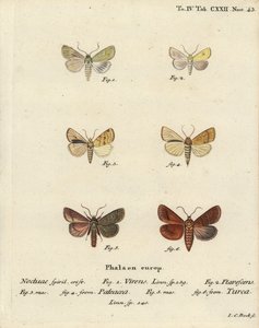 Burren-grøn, Calamia tridens 1, gylden, Xanthia icteritia 2, vinkelstribet gylden, Enargia paleacea 3,4, og dobbeltstribet, Mythimna turca 5,6. Håndkoloreret kobberstik af Johann Carl Bock efter Eugenius Johann Christoph Esper