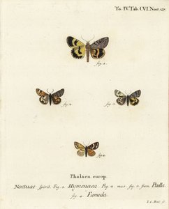 Catocala hymenaea 1, Amerila puella 2,3 og Isturgia famula møl 4. Håndkoloreret kobberstik af Johann Carl Bock efter Eugenius Johann Christoph Esper