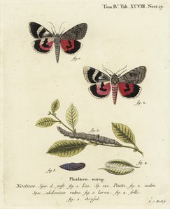 Catocala pacta møl. Håndkoloreret kobberstik af Johann Carl Bock efter Eugenius Johann Christoph Espers Sommerfuglene i illustrationer fra naturen, Erlangen af Johann Carl Bock