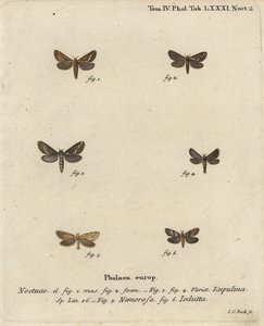 Almindelig hasselmøl, Korscheltellus lupulina 1-4, guldmyg, Phymatopus hekta 5 og Pharmacis carna 6. Håndkoloreret kobberstik af Johann Carl Bock efter Eugenius Johann Christoph Espers Sommerfuglene i naturbilleder, Erlangen af Johann Carl Bock