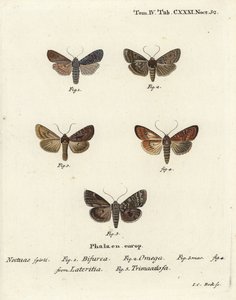 Konformist, Lithophane furcifera 1, dobbelt pil, Graphiphora augur 2, sparsomt brindle, Apamea lateritia 3,4, og sølvbue, Polia hepatica 5. af Johann Carl Bock