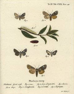 Coronet-møl, Craniophora ligustri 1-4, marmoreret coronet, Hadena confusa 5, varieret coronet, Hadena compta 6, og grønne buer, Anaplectoides prasina 7. Håndkoloreret kobberstik af Johann Carl Bock efter Eugenius Johann Christoph Esper