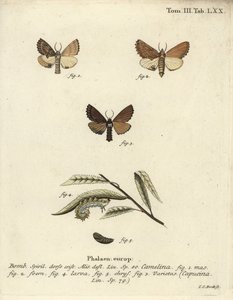 Coxcomb fremtrædende, Ptilodon capucinus. af Johann Carl Bock