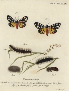 Cremeplet tigermøl, Epicallia villica.