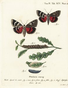 Mørk karmosinrød undervinge, Catocala sponsa. Håndkoloreret kobberstik af Johann Carl Bock efter Eugenius Johann Christoph Espers Sommerfuglene i billeder fra naturen, Erlangen af Johann Carl Bock