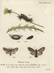 Mørk tue, Dicallomera fascelina. af Johann Carl Bock