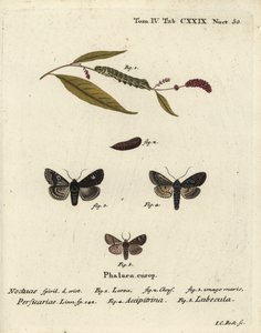 Dot, Melanchra persicariae 1-4 og Dryobota labecula 5. Håndfarvet kobberstik af Johann Carl Bock efter Eugenius Johann Christoph Espers Sommerfuglene i billeder fra naturen, Erlangen af Johann Carl Bock