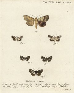 Dobbeltpil eller spåmand, Graphiphora augur 1, bleg skulder, Acontia lucida 2.3, firplettet møl, Tyta luctuosa 4.5 og druidmøl, Aedia funesta 6. Håndfarvet kobberstik af Johann Carl Bock efter Eugenius Johann Christoph Espers Die Sch af Johann Carl Bock