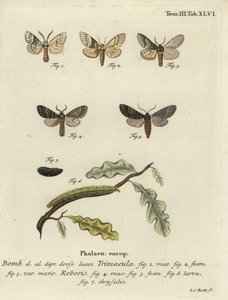 Drymonia dodonaea møl. af Johann Carl Bock