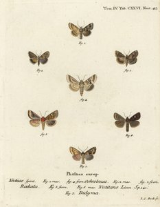 Dusky sallow, Eremobia ochroleuca 1,4, Cynaeda dentalis 2,3, øremøl, Amphipoea oculea 5,6, og almindelig rustik, Mesapamea secalis 7. Håndkoloreret kobberstik af Johann Carl Bock efter Eugenius Johann Christoph Esper i Abbild Schmetterlinge af Johann Carl Bock