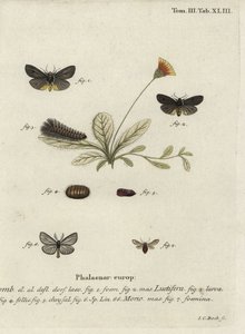 Epatolmis caesarea og Penthophera morio møl. af Johann Carl Bock