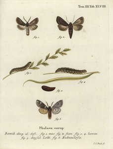 Fjerbeklædte gotiske og Rannoch sprawler møl. af Johann Carl Bock