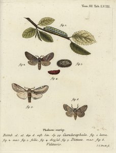 ottefigur, synke fremtrædende og Drymonia velitaris møl. af Johann Carl Bock