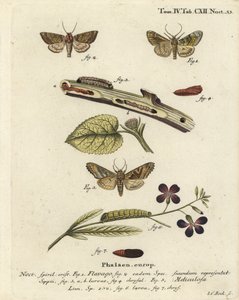 Frosted orange møl, Gortyna flavago 1,2, og vinkelskygge, Phlogophora meticulosa 3-7 . Håndkoloreret kobberstik af Johann Carl Bock efter Eugenius Johann Christoph Esper