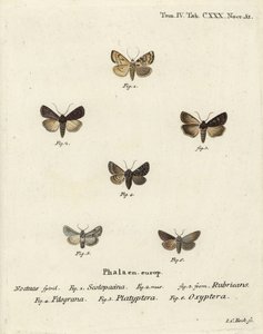 Havepileurt, Euxoa nigricans 1-3, Hadena filograna 4, Antirrhinum brocade, Calophasia platyptera 5, Simyra nervosa 6. Håndkoloreret kobberstik af Johann Carl Bock efter Eugenius Johann Christoph Esper