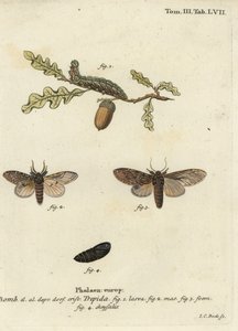 Meget fremtrædende, Peridea anceps. af Johann Carl Bock