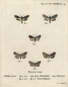 Grøn sølvfarvet haj, Cucullia argentea 1,2, efterårsrustik, Eugnorisma glareosa 4, firser, Tethea ocularis 4-6. Håndkoloreret kobberstik af Johann Carl Bock efter Eugenius Johann Christoph Espers Die Schmetterlinge in Abbildun af Johann Carl Bock