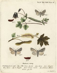 Grå chi, Antitype chi 1 og sykomor-møl, Acronicta aceris 2-7. Håndkoloreret kobberstik af Johann Carl Bock efter Eugenius Johann Christoph Esper