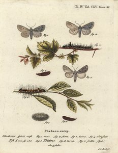 Grå dolk, Acronicta psi 1-4, og mørk dolk, Acronicta tridens 5-8. Håndkoloreret kobberstik af Johann Carl Bock efter Eugenius Johann Christoph Espers Sommerfuglene i illustrationer fra naturen, Erlangen af Johann Carl Bock