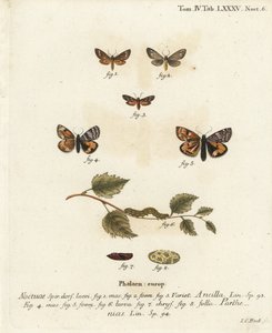 Tjenestepige møl, Dysauxes ancilla 1-3, og orange undervinge, Archiearis parthenias 4-8. Håndkoloreret kobberstik af Johann Carl Bock efter Eugenius Johann Christoph Espers Sommerfuglene i illustrationer fra naturen, Erlangen af Johann Carl Bock