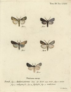 Hjerte- og pilmøl, majroe-møl og sølvsky. af Johann Carl Bock