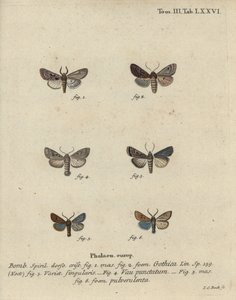 Hebraisk karakter, sort-plet kastanje, lille quaker møl osv. af Johann Carl Bock