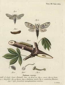 Leopardmøl, Zeusera kerne.