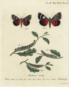 Lys karmosinrød undervingemøl, Catocala promissa. Håndkoloreret kobberstik af Johann Carl Bock efter Eugenius Johann Christoph Espers Sommerfuglene i illustrationer fra naturen, Erlangen af Johann Carl Bock
