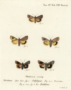 Månegul undervinge, Noctua orbona 1, og mindre bredkantet gul undervinge eller Langmaids gule undervinge, Noctua janthina 2-5. Håndkoloreret kobberstik af Johann Carl Bock efter Eugenius Johann Christoph Espers Die Schmetterlinge in Ab af Johann Carl Bock