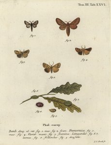 Malacosoma franconicum møl og feston, Apoda limacodes. af Johann Carl Bock