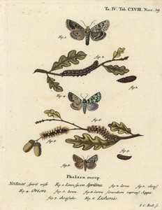 Merveille du jour, Dichonia aprilina 1-4, knap merveille du jour, Moma alpium 5-7, og marmorgrøn, Cryphia muralis 8. Håndfarvet kobberstik af Johann Carl Bock efter Eugenius Johann Christoph Espers Sommerfuglene i illustrationer af Johann Carl Bock