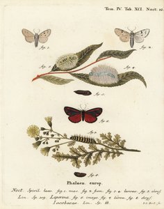 Møllmøl, Acronicta leporina 1-5, og cinnobermøl, Tyria jacobaeae 6-8. Håndkoloreret kobberstik af Johann Carl Bock efter Eugenius Johann Christoph Espers Sommerfuglene i illustrationer fra naturen, Erlangen af Johann Carl Bock
