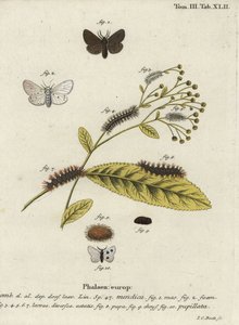 Muslinmøl, Diaphora mendica.