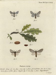 Eg processionsmøl, Thaumetopoea processionea.