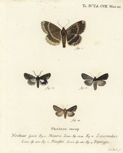 Gammel dame eller sort undervinge, Mormo maura 1, østlig alchymist, Aedia leucomelas 2 og Dypterygia scabriuscula 3,4. Håndkoloreret kobberstik af Johann Carl Bock efter Eugenius Johann Christoph Espers Sommerfuglene i illustrationer efter Na af Johann Carl Bock