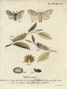 Bleg tue, Calliteara pudibunda. af Johann Carl Bock