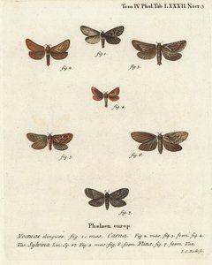 Pharmacis carna 2-4, orange swift, Triodia sylvina 5,6, og gold swift, Phymatopus hekta 7. Håndkoloreret kobberstik af Johann Carl Bock efter Eugenius Johann Christoph Espers Sommerfuglene i illustrationer fra naturen, Erlangen af Johann Carl Bock