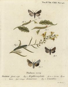 Rødhovedet kastanje, Conistra erythrocephala 1-4, tudsehørbrokade, Calophasia lunula 5 og grå skulderknude, Lithophane ornitopus 6. Håndkoloreret kobberstik af Johann Carl Bock efter Eugenius Johann Christoph Espers Die Schmetterlinge i Abb af Johann Carl Bock