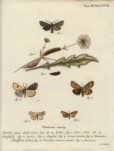 Rød-line quaker, skyet buff og flæsede kastanje. af Johann Carl Bock